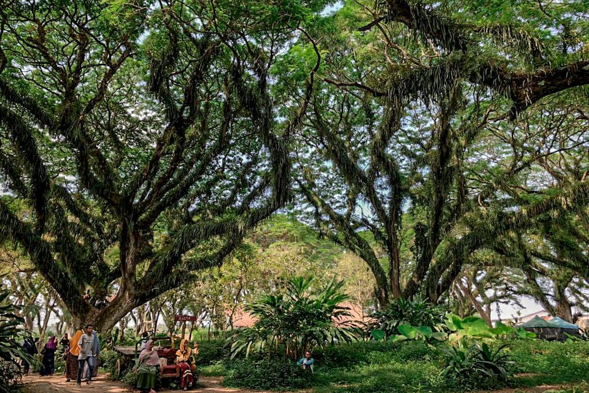 Banyuwangi, wisata, Jelajah Banyuwangi: Belajar Akar Budaya, Terpesona Magisnya Hutan De Djawatan