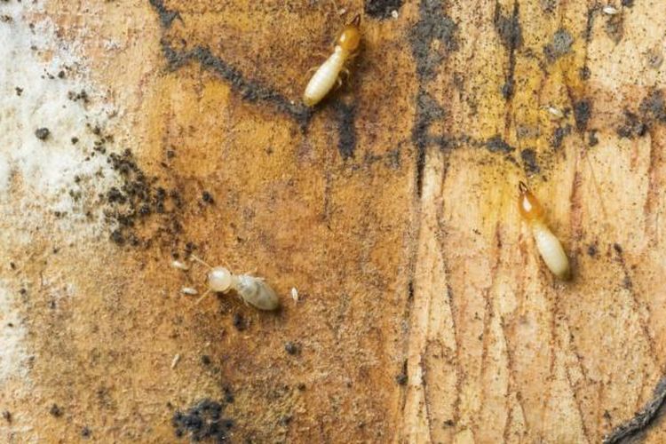 pakaian, serangga perusak pakaian, Bukan karena Usia, Ini Penyebab Pakaian Berlubang Saat Disimpan di Lemari, Ngengat pakaian (clothes moths), Kumbang karpet, Kutu perak (silverfish), Jangkrik, 1. Pastikan pakaian bersih, 2. Simpan dengan benar, 3. Gunakan kapur barus, 4. Bersihkan lemari