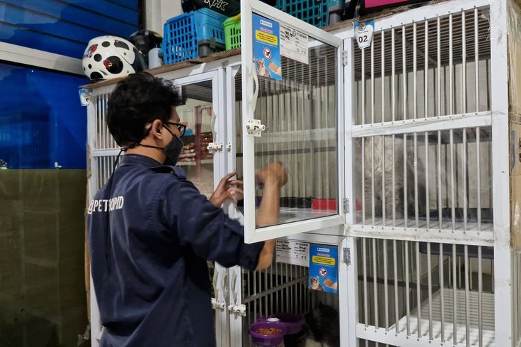 Aceh, hewan peliharaan, Mengintip Bisnis Jasa Penitipan Hewan Peliharaan di Aceh: Mudik Tenang, Kucing Aman