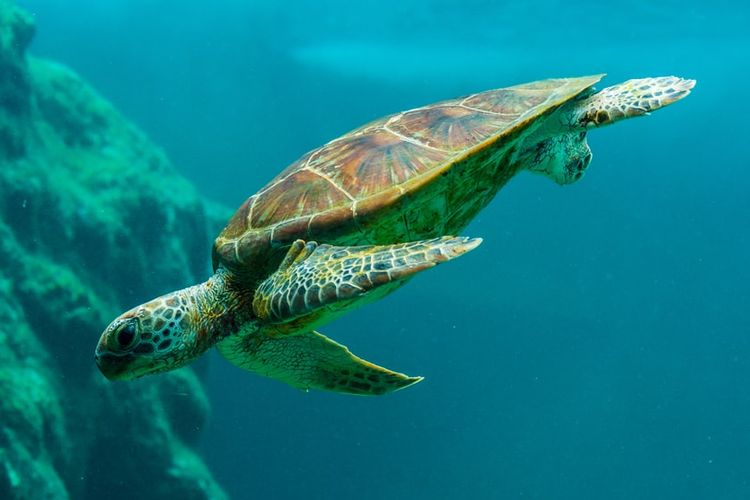 jenis kura kura berdasarkan habitatnya, kura kura makan apa di laut, habitat kura kura matahari, apa perbedaan kura kura darat dan air, apa bedanya kura kura darat dan air, Lihat Kura-kura di Kebun Binatang, Ketahui 4 Perbedaan Kura Darat dan Air