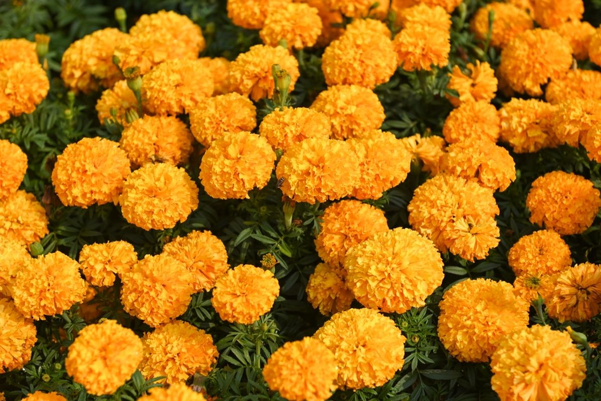 marigold, sumber protein, protein nabati, Bunga Ini Berpotensi Jadi Bahan Makanan Tinggi Protein, Ini Penelitiannya