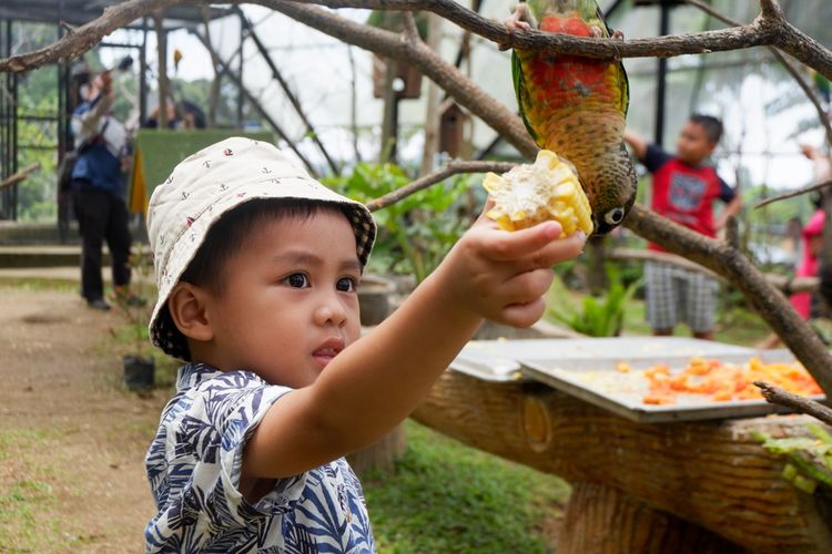 tiket masuk lembang park zoo, feeding hewan lembang, wisata keluarga lembang, lembang park zoo 2025, Harga Tiket Masuk Lembang Park &amp; Zoo 2025 dan Biaya Kasih Makan Hewan, Harga Tiket Masuk Lembang Park &amp; Zoo 2025, Jam Buka Lembang Park &amp; Zoo, Lokasi Lembang Park &amp; Zoo, Biaya Kasih Makan Hewan di Lembang Park &amp; Zoo, Wahana Tambahan: Cat Cafe hingga Pony Ride