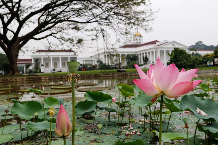 tempat wisata dekat Stasiun Bogor, liburan bogor, wisata bogor murah, tempat wisata dekat stasiun bogor, jalan kaki dari stasiun, taman kota bogor, 10 Tempat Wisata Dekat Stasiun Bogor, Liburan Seru Bisa Jalan Kaki, 1. Museum Nasional Sejarah Alam Indonesia (Munasain), 2. Taman Meksiko, 3. Alun-alun Kota Bogor, 4. Taman Kencana, 5. Museum Zoologi, 6. Taman Sempur, 7. Museum PETA Bogor, 8. Museum Perjuangan Bogor, 9. Istana Bogor, 10. Taman Peranginan