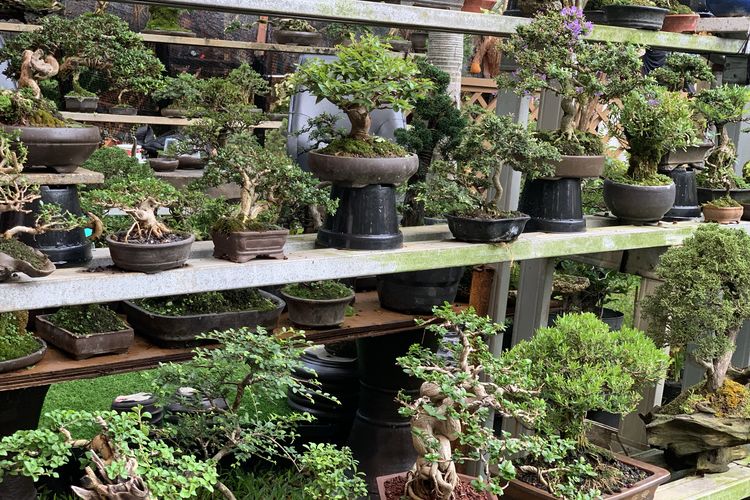 pameran flona di lapangan banteng 2025, pameran flona 2025, harga tanaman bonsai di pameran flona 2025, tanaman bonsai di pameran flona 2025, tanaman termahal di pameran flona 2025, Melihat Bonsai Seharga Rp 70 Juta di Pameran Flona, Apa Istimewanya?