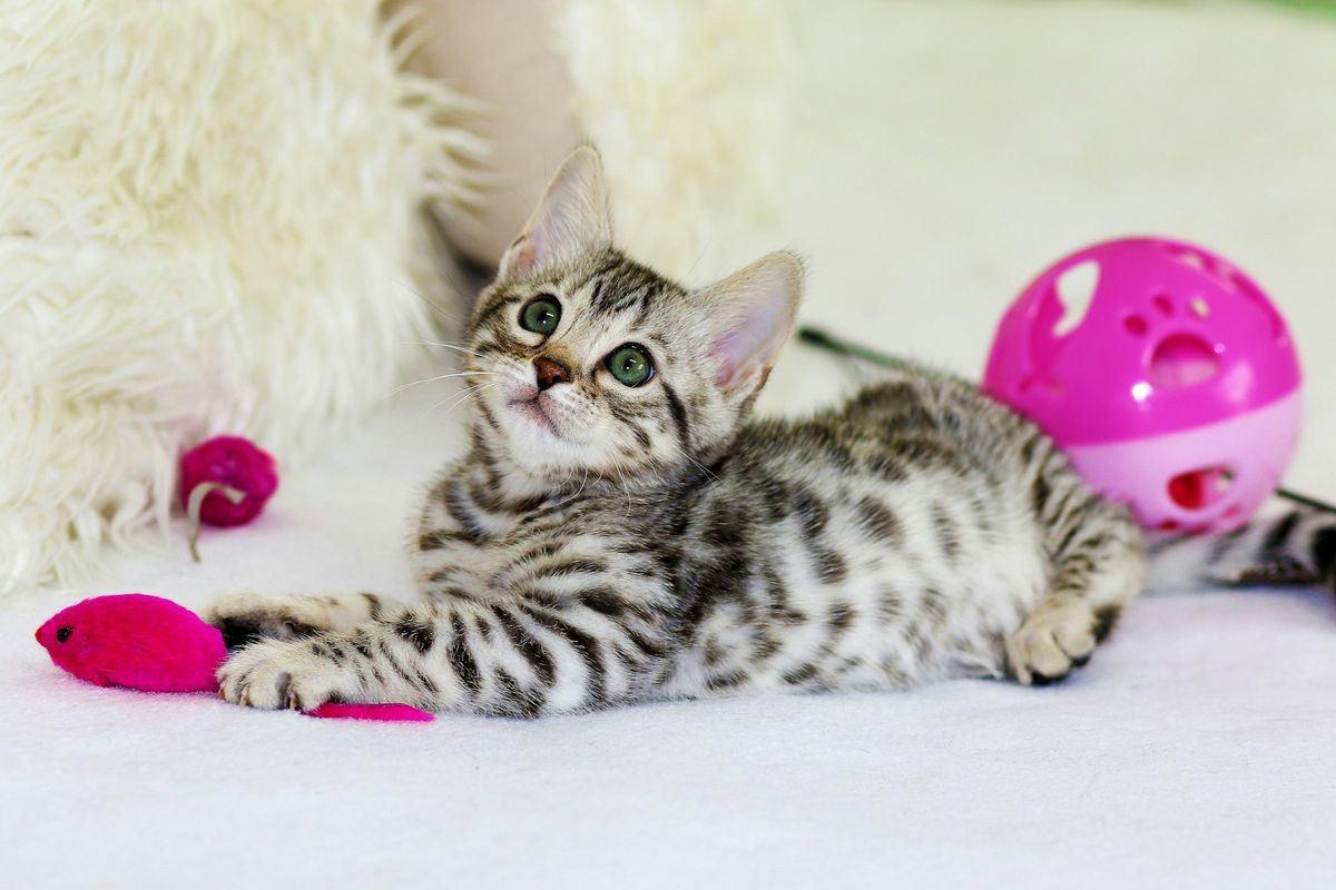 kucing, 50 Kata Mutiara Kucing Terbaik untuk Cat Lovers, Menyentuh hingga Menggelitik Tawa