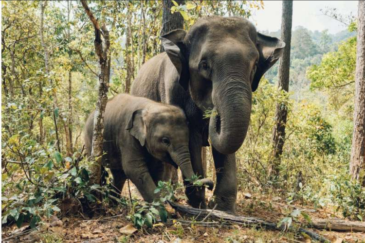 Gajah, Mengapa Gajah Sumatera Sering Masuk Perkebunan? Simak 7 Cara Menghalaunya Tanpa Kekerasan