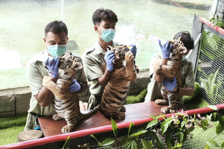 harimau benggala, Solo Safari, bayi harimau benggala, solo safari, bayi harimau di solo safari, nama bayi harimau di solo safari, Perkenalkan Bantolo, Tirto, dan Maruto, 3 Bayi Harimau Benggala yang Lahir di Solo