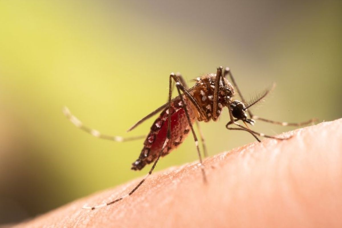 Jawa Tengah, Kemenkes, Chikungunya, provinsi dengan kasus chikungunya terbanyak di Indonesia, 10 Provinsi dengan Kasus Chikungunya Terbanyak di Indonesia 2025, Jateng Urutan Kedua
