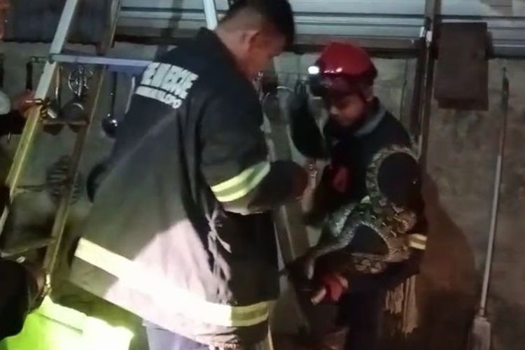 musim hujan, reptil masuk kendaraan, Waspada, Reptil Liar Rentan Masuk Kendaraan Saat Musim Hujan