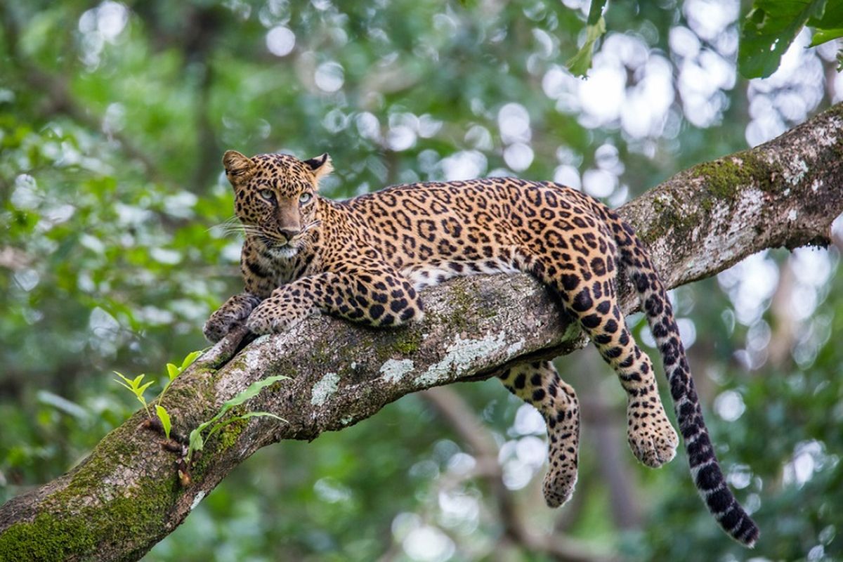 gunung tangkuban parahu, Lembang Park & Zoo, macan tutul lembang park zoo, macan tutul lembang park, Macan Tutul yang Lepas di Lembang Park and Zoo Lari ke Hutan Gunung Tangkuban Parahu