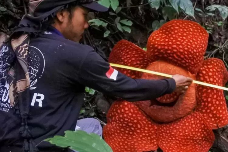 Bunga Rafflesia, Rafflesia arnoldii, Rafflesia Arnoldii, Rafflesia hasseltii, tempat melihat bunga rafflesia di Indonesia, 6 Tempat yang Bisa Dikunjungi untuk Lihat Bunga Rafflesia yang Mekar, 1. Kebun Raya Bogor, 2. Kebun Raya Cibodas, Cianjur, 3. Bengkulu, 4. Taman Nasional Gunung Leuser (TNGL), 5. Taman Nasional Kerinci Seblat (TNKS), 6. Taman Nasional Bukit Barisan Selatan (TNBBS)