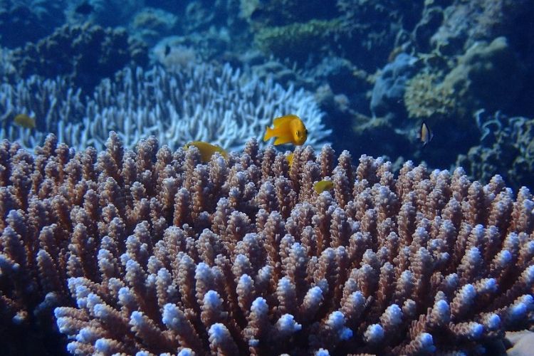 Wisata NTB, wisata sumbawa, Pulau Panjang Sumbawa, Pulau Panjang Sumbawa, Plihan Kawasan Wisata Konservasi di NTB