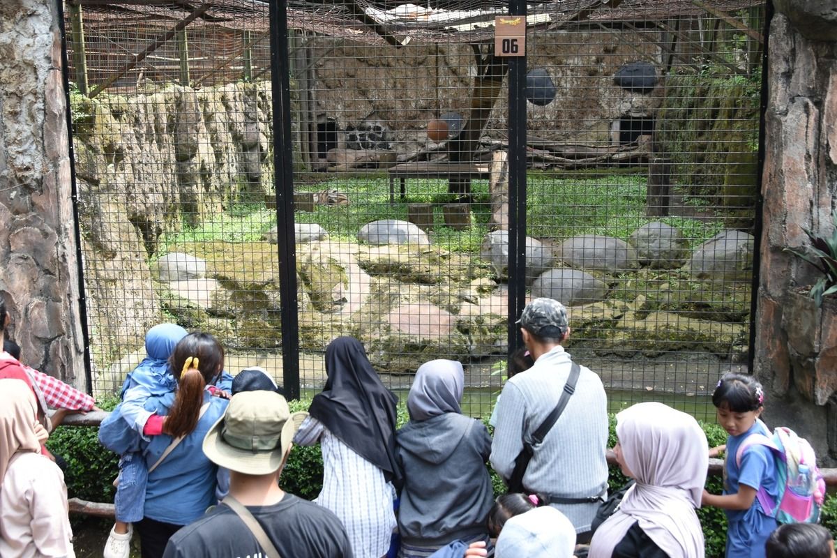 Bandung Zoo, Bandung Zoo: Daya Tarik, Harga Tiket, dan Kisah Anak Harimau Benggala, Mengenal Bandung Zoo, wisata edukasi satwa di tengah kota, Jam buka Bandung Zoo, Harga tiket masuk Bandung Zoo, Daya tarik Bandung Zoo