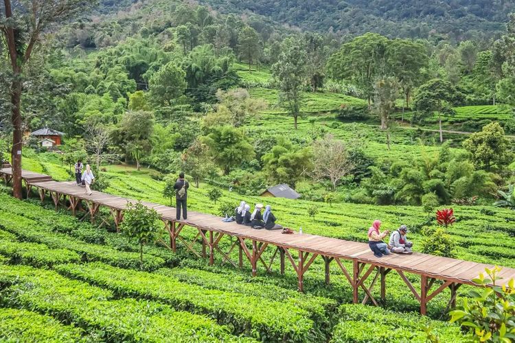 tempat wisata, Bogor, olahraga, Rekomendasi 6 Wisata di Bogor yang Cocok untuk Bersantai dan Olahraga, 1. Kebun Raya Bogor, 2. Lapangan Sempur, 3. Taman Kencana, 4. Kawasan Wisata Gunung Mas, 5. Taman Safari Indonesia, 6. Situ Gede