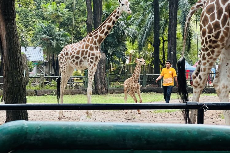 Libur sekolah, Taman Mini, Ancol, Ragunan, Harga Tiket Masuk Taman Mini 2025, Harga Tiket Masuk Ancol 2025, libur sekolah, Harga Tiket Masuk Ragunan 2025, taman mini, harga tiket masuk ragunan 2025, harga tiket masuk ancol 2025, harga tiket masuk taman mini 2025, Libur Sekolah, Ini Harga Tiket Taman Mini, Ancol, dan Ragunan 2025