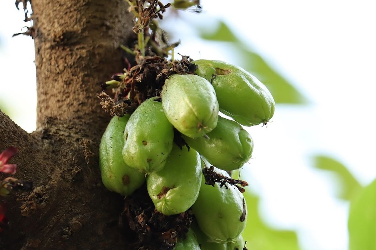 Kolesterol tinggi, belimbing wuluh, Belimbing wuluh, Belimbing Wuluh, buah belimbing wuluh, daun belimbing wuluh, kolesterol tinggi, Daun belimbing wuluh, Buah belimbing wuluh, Jus belimbing wuluh, belimbing wuluh untuk menurunkan kolesterol, jus belimbing wuluh, Cara Mengolah Belimbing Wuluh untuk Penurun Kolesterol Tinggi, Pakai Daun dan Buahnya!, Kombinasi daun belimbing wuluh dan daun murbei, Campuran buah belimbing wuluh, daun seledri, dan bawang putih, Jus belimbing wuluh , Jus duo belimbing, Rebusan daun belimbing wuluh dan daun dandang gendis