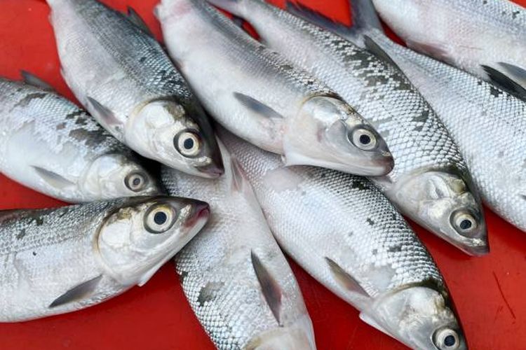 Bandeng, ikan bandeng, Bandeng lengket di wajan, cara menggoreng bandeng agar tidak lengket di wajan, Ikan Bandeng Lengket di Wajan Bikin Marah-marah, Atasi Dengan Cara Ini, Tempatkan ikan di suhu ruang, Keringkan dengan handuk kertas, Bumbui ikan secara menyeluruh, Gunakan wajan yang sangat panas, Perhatikan spatula yang digunakan
