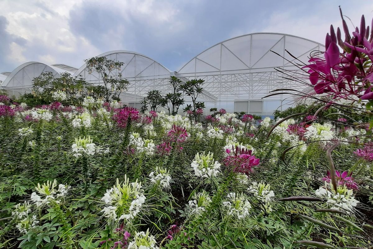 Baloga Batu, Wisata Batu Love Garden, wisata batu love garden, batu love garden baloga, baloga batu, daya tarik batu love garden, Serunya Main ke Batu Love Garden, Parade Bunga hingga Naik Unta