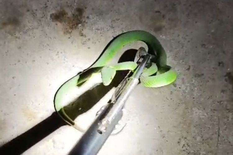 ular, sepeda motor, matik, Video Ular Sembunyi di Motor, Kenapa Ular Suka Masuk ke Kendaraan?