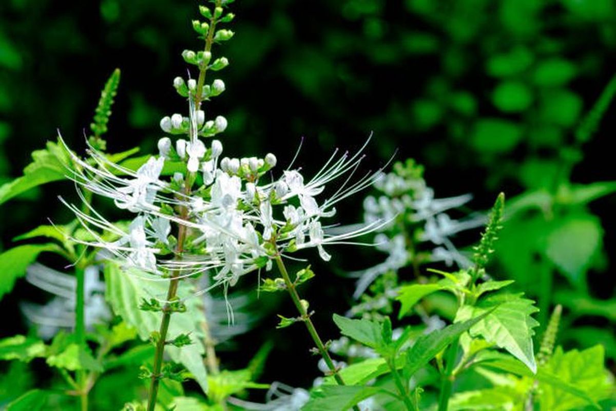 batu ginjal, keji beling, Keji Beling, kumis kucing, meniran, Kumis Kucing, mengatasi batu ginjal, Kumis kucing, Keji beling, Meniran, resep herbal batu ginjal, 3 Resep Herbal untuk Batu Ginjal, Kumis Kucing hingga Keji Beling