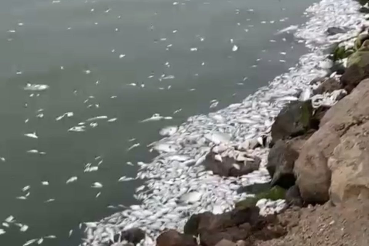 Ribuan ikan mati, ribuan ikan mati di sayung, ribuan ikan mati di demak, penyebab ribuan ikan mati di sayung, Ribuan Ikan Mati di Perairan Sayung Demak, Apa yang Terjadi?