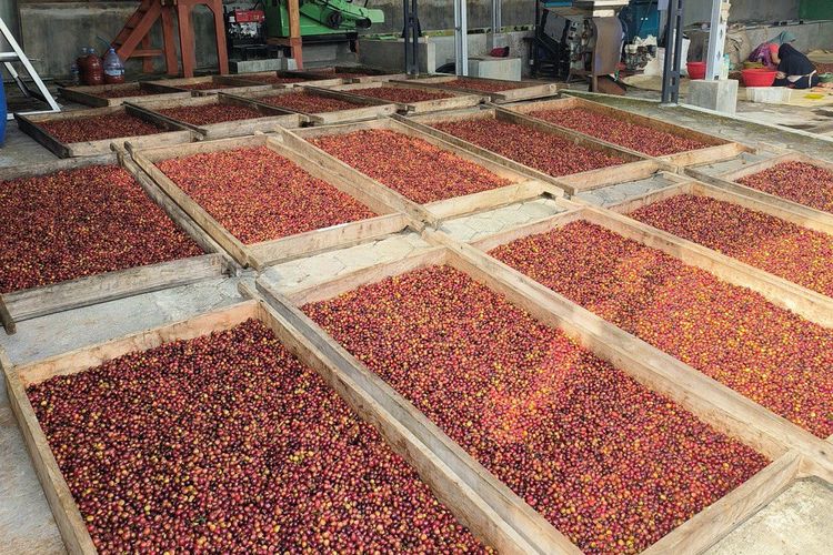 asal usul kopi ijen raung bondowoso, kopi ijen raung bondowoso ditanam di mana, harga jual kopi ijen raung bondowoso, ciri khas kopi ijen raung bondowoso, proses pascapanen kopi ijen raung bondowoso, Kopi Ijen Raung Bondowoso: Proses Pengolahan dan Harga Jual, Ciri khas kopi ijen, Kapan waktu panen kopi ijen?, Proses pengolahan pascapanen , Harga jual 