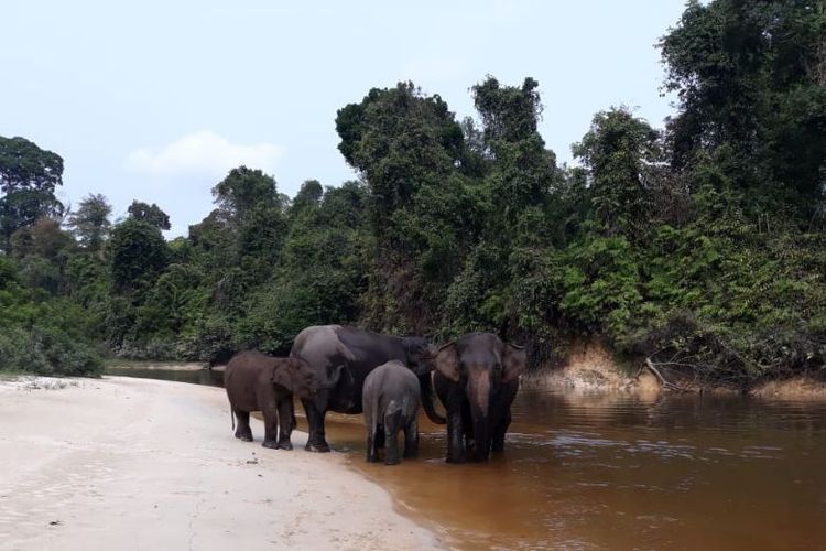 Taman Nasional Tesso Nilo, tesso nilo riau, taman nasional tesso nilo kabupaten pelalawan riau, Mengenal Taman Nasional Tesso Nilo yang Dibahas Harrison Ford dan Zulhas 12 Tahun Lalu