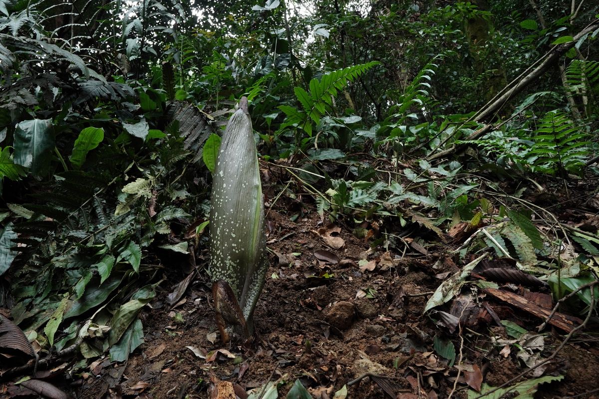 bunga bangkai raksasa, Amorphophallus titanum, Setelah 12 Tahun, Bunga Bangkai Akan Kembali Mekar di Kebun Raya Bogor