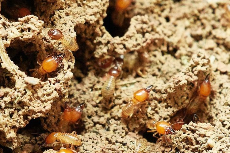 rayap, Cuka, Cara Membasmi Rayap di Dalam Rumah, Bisa Pakai Panas atau Cuka, 1. Beri panas, 2. Cuka putih, 3. Insektisida kimia, 4. Sistem umpan, 5. Fumigasi profesional, 6. Perawatan dan pencegahan
