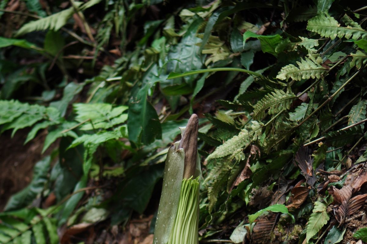 bunga bangkai raksasa, Amorphophallus titanum, Bunga Bangkai Raksasa Bakal Mekar di Kebun Raya Bogor Setelah 6 Tahun, Ini Cara Lihatnya