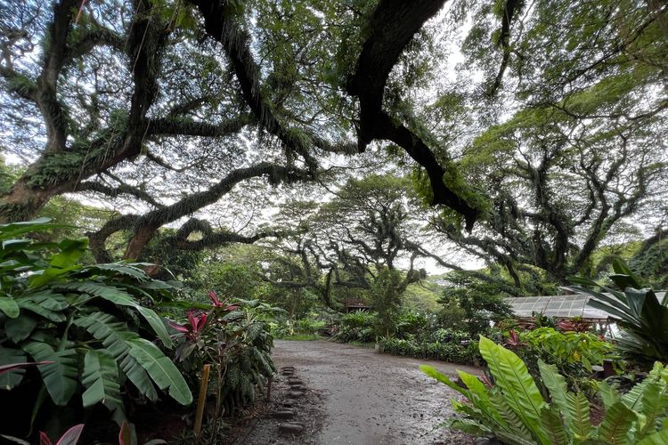 De Djawatan, De Djawatan Forest, jam buka De Djawatan, harga tiket masuk De Djawatan, Harga tiket masuk De Djawatan, de djawatan forest, harga tiket masuk de djawatan, harga tiket masuk de djawatan banyuwangi, jam buka de djawatan, jam buka de djawatan banyuwangi, Harga Tiket dan Jam Buka Wisata De Djawatan Forest Banyuwangi 2025