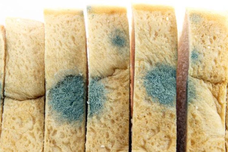 makanan berjamur, alasan buang makanan berjamur, Jangan Cuma Dipotong, Ini Alasan Makanan Berjamur Harus Dibuang
