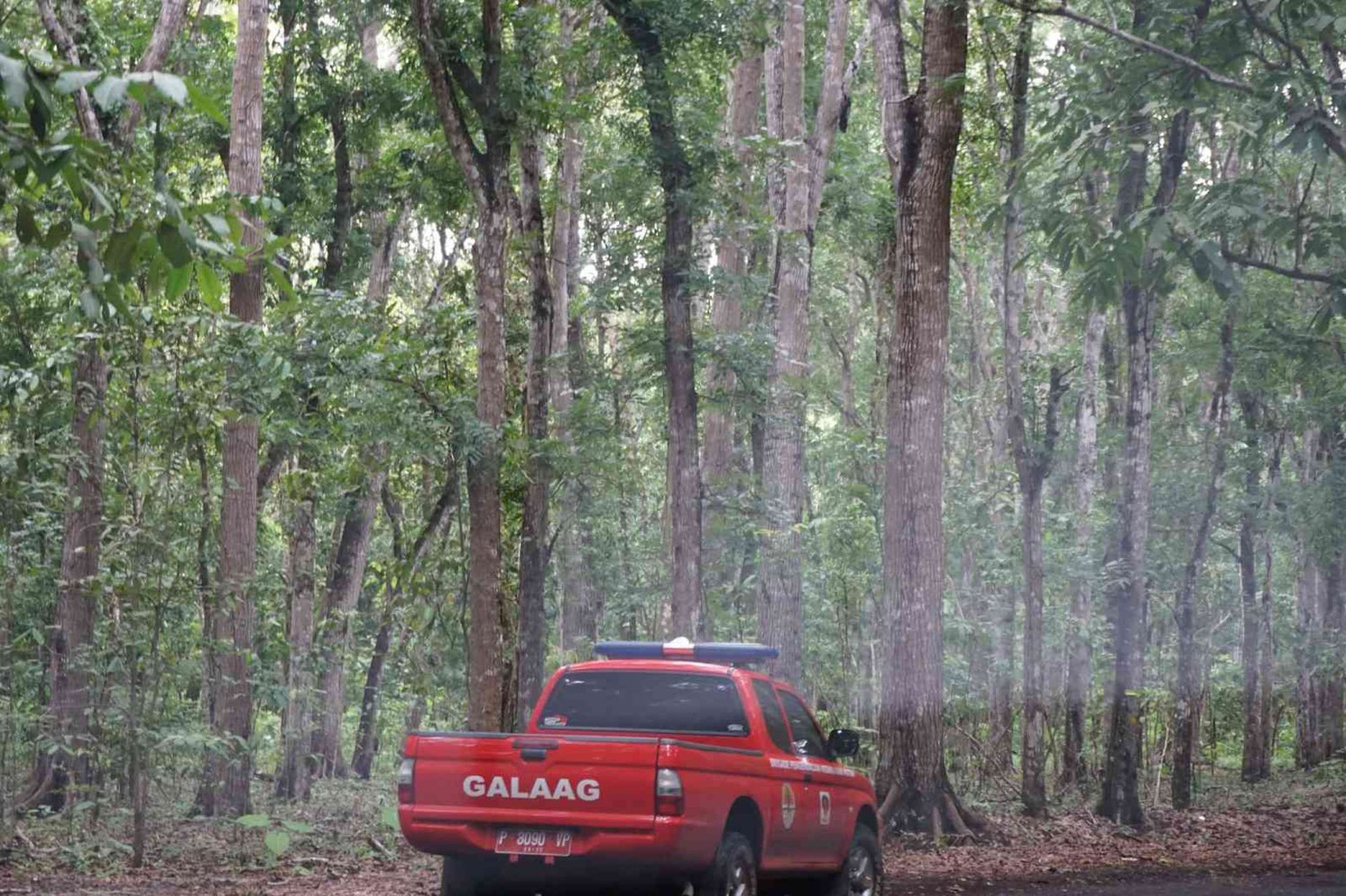 Alas Purwo, Jalajah Alas Purwo: Hutan Tertua, Cerita Kawasan Ghaib, dan Pura Kawitan