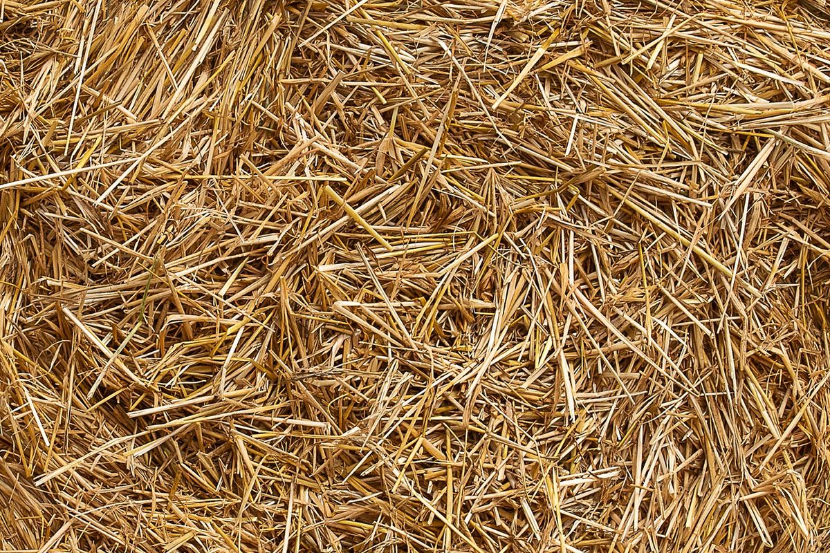 BRIN, jerami, biofuel, bobibos, BRIN: Riset Jerami Jadi Biofuel Masih Banyak Tantangan