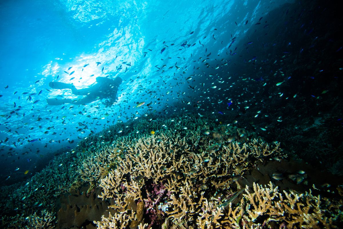 Daya tarik wisata Manado, transnusa buka penerbangan baru, transnusa buka penerbangan nanjing-manado, transnusa buka penerbangan charter nanjing-manado, kapan penerbangan transnusa nanjing-manado mulai, daya tarik wisata manado, penerbangan nanjing manado, penerbangan manado nanjing, TransNusa Buka Rute Pesawat Charter Nanjing-Manado PP, Catat Jadwalnya