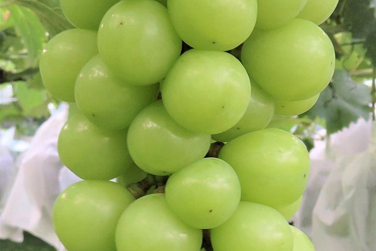 anggur, menghilangkan pestisida pada anggur, cara menghilangkan pestisida pada buah dan sayur, Cara Hilangkan Pestisida pada Buah Anggur Sebelum Dimakan