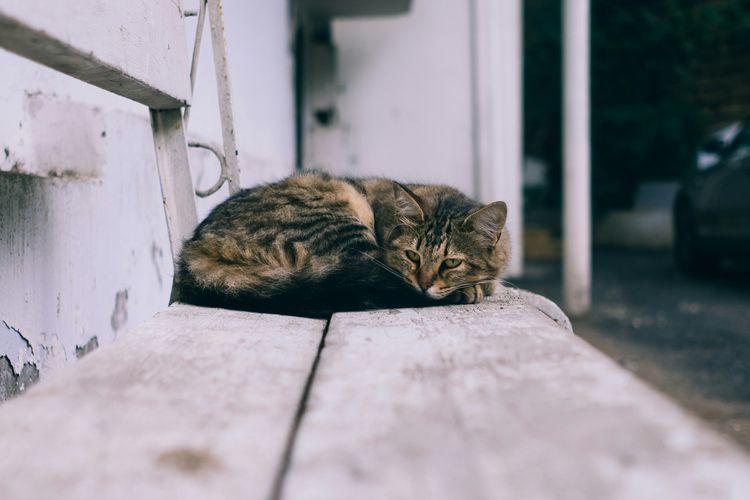 kucing, kucing liar, Selandia Baru, selandia baru, selandia baru musnahkan kucing liar, Selandia Baru Akan Musnahkan Kucing Liar pada 2050, Apa Alasannya?, Masuk Daftar Predator Free 2050, Kucing Liar Dianggap Ancaman Serius, Dampak Ekologis Mengkhawatirkan: Spesies Endemik Berguguran, Didukung Publik dan Organisasi Konservasi, Kucing Peliharaan Tidak Menjadi Target
