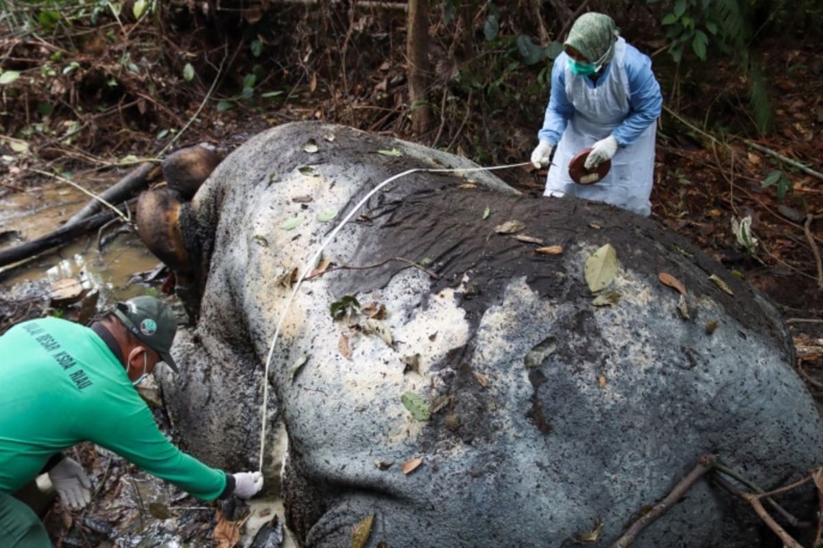 perburuan liar, Pelalawan, gajah, 5 Fakta Gajah Mati di Riau, Ditembak di Dahi, Gading Sepanjang Satu Meter Hilang, Ada temuan proyektil, Tembakan di dahi gajah, Gading lebih dari 1 meter hilang, Gajah diperkirakan telah mati 10 hari lalu, Kemenhut akan buru pelaku