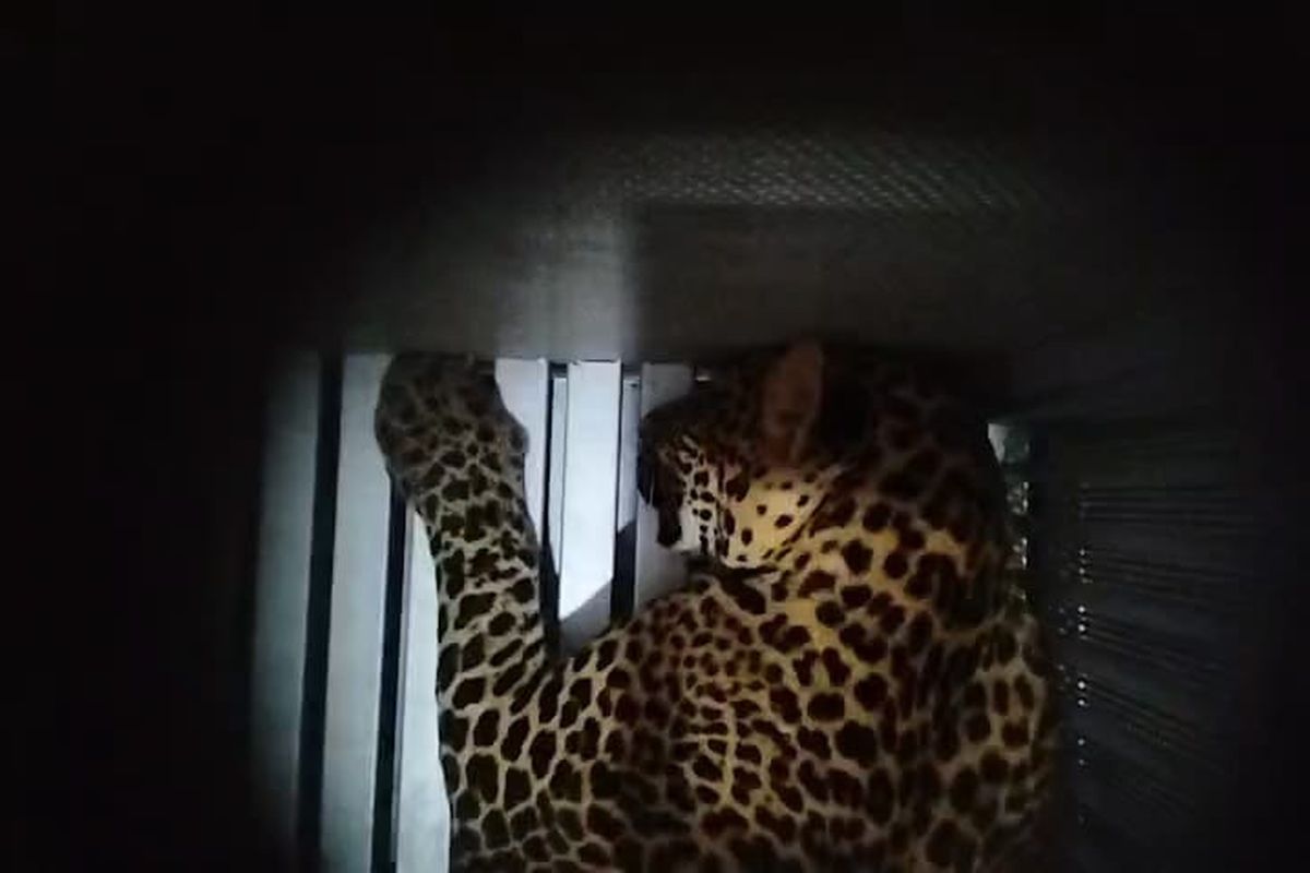 macan tutul, BBKSDA Jawa Barat, BBKSDA Jabar, lembang park and zoo, macan tutul lepas, macan tutul lepas lembang park zoo, Macan Tutul Jawa Kabur dari Lembang Park and Zoo, Tiga Tim Pemburu Dikerahkan, Warga Diminta Waspada