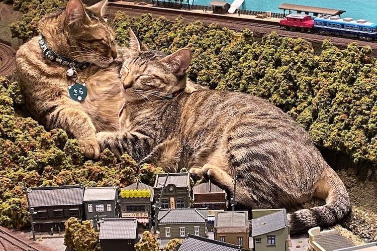 Jepang, Restoran Diorama, jepang, restoran unik, Restoran di Jepang, cafe kucing di jepang, restoran kucing di jepang, restoran diorama, Kisah Restoran di Jepang yang Hidup Lagi Berkat Kucing