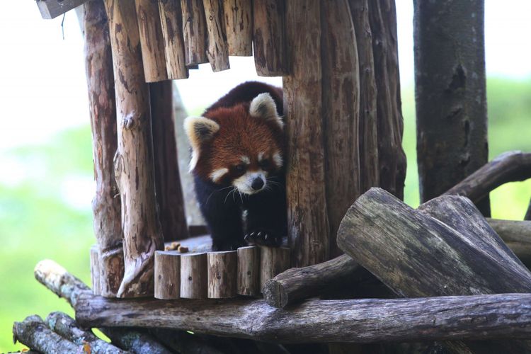Harga Tiket Taman Safari Bogor 2025, Harga tiket taman safari bogor 2025, harga tiket taman safari bogor 2025, promo tiket taman safari bogor lebaran, tiket masuk taman safari indonesia bogor, harga tiket safari malam bogor, Harga Tiket Masuk Taman Safari Bogor Saat Libur Lebaran 2025