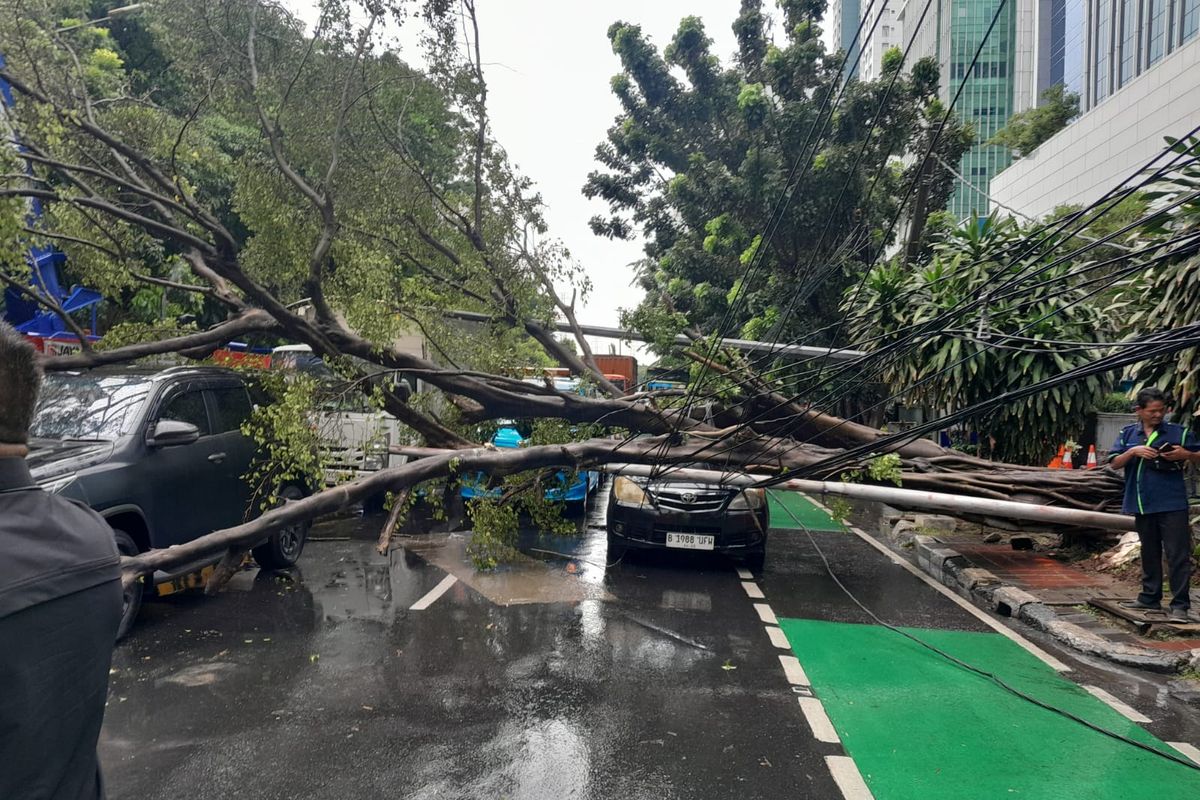 lalu lintas, Pohon tumbang, Jalan DI Panjaitan, kemacetan, Lalu Lintas, pohon tumbang, jalan macet, Imbas Pohon Tumbang, Lalu Lintas Jalan DI Panjaitan Macet