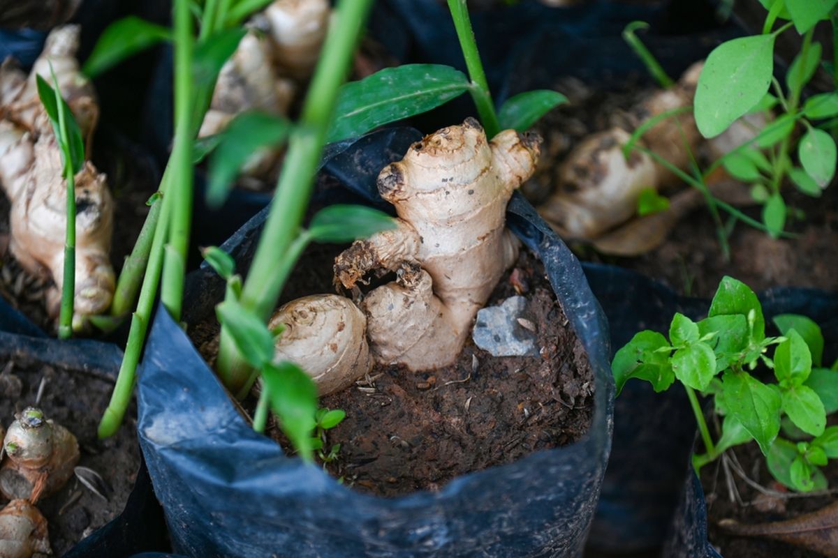 Cara Menanam Jahe di Polybag agar Rimpangnya Besar, Ini Panduan Ahli, 1. Pemilihan bibit menentukan hasil panen, 2. Media tanam harus gembur dan kaya nutrisi, 3. Ukuran polybag berpengaruh pada pembesaran rimpang, 4. Teknik penanaman yang tepat, 5. Penyiraman dan pencahayaan ideal, 6. Pemupukan untuk rimpang besar, 7. Penggemburan dan penimbunan media, 8. Panen di waktu yang tepat