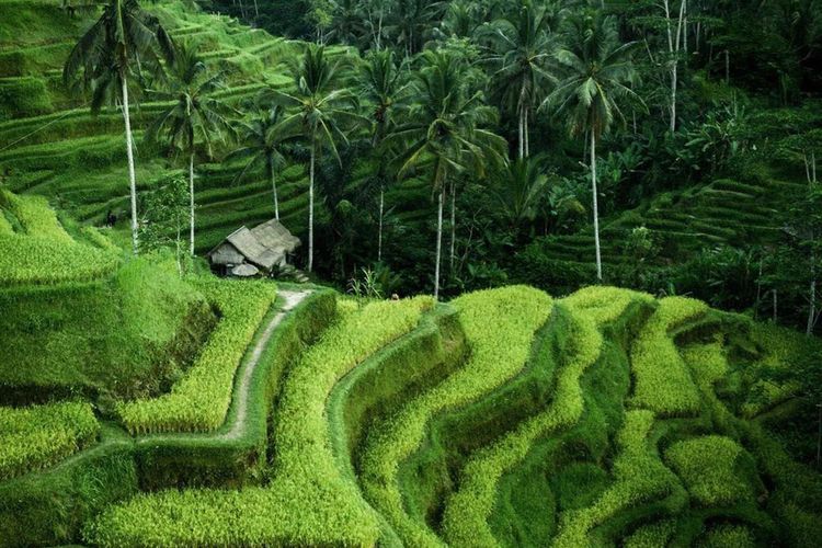 Bali, wisata alam, pantai, 7 Wisata Alam Bali yang Cantik dan Menyejukkan Selain Pantai