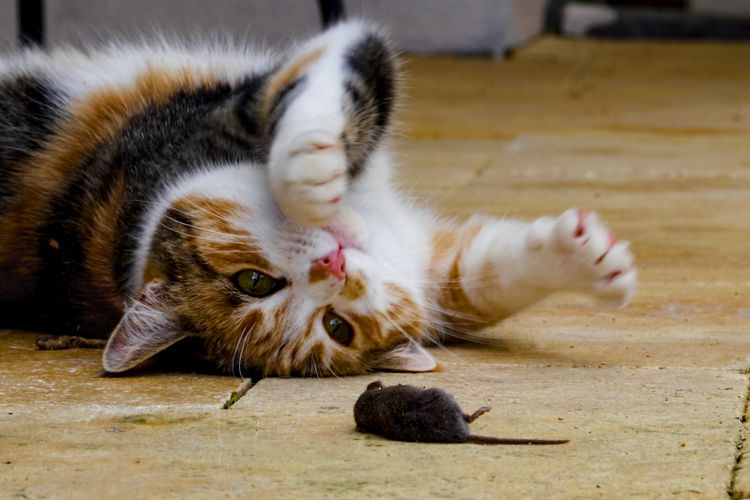 jejak kaki kucing, Kucing Abad Pertengahan Menginjak Manuskrip Kuno, Jejak Kakinya Bertahan 500 Tahun
