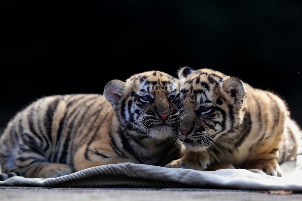 bayi harimau di solo safari, cara lihat bayi harimau di solo safari, harga tiket masuk solo safari 2025, harga tiket masuk solo safari lebaran 2025, Libur Lebaran di Solo Safari, Bisa Lihat Tiga Bayi Harimau Benggala