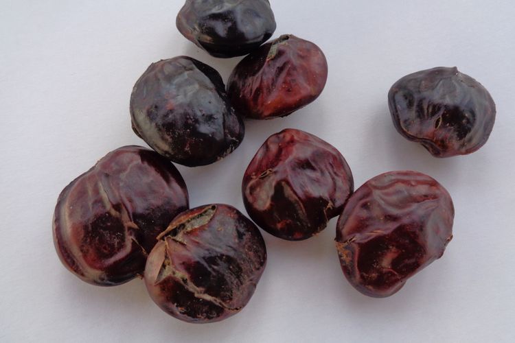 cara masak jengkol biar tidak bau, cara masak jengkol, cara masak jengkol tidak pahit, mengolah jengkol bebas bau, Cara Masak Jengkol Empuk Tanpa Pahit, Cukup Tambah 1 Bahan Ini, 1. Pilih Jengkol Tua, 2. Kupas Kulit Jengkol hingga Bersih, 3. Rendam dengan Air Cucian Beras, 4. Rebus Jengkol Cukup Lama, 5. Ganti Air Rebusan secara Berkala, 6. Memarkan Jengkol