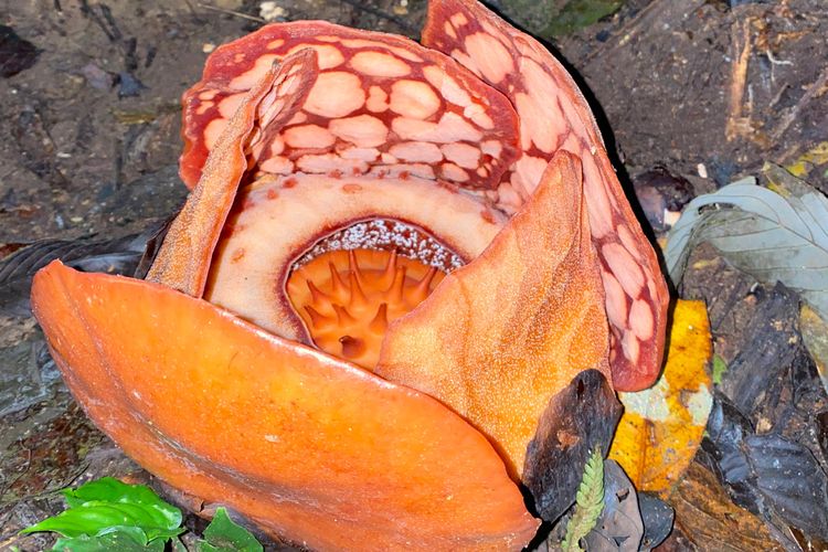Rafflesia hasseltii, Rafflesia hasseltii Bengkulu, Rafflesia hasseltii langka, hutan lindung sijunjung, Air Mata di Hutan Sijunjung: Rafflesia hasseltii Akhirnya Ditemukan setelah 13 Tahun Pencarian, Bagaimana Kecintaan Deki pada Rafflesia Bermula?, Bagaimana Kerja Sama dengan Chris Thorogood Terbentuk?, Mengapa Ekspedisi 2025 Disebut Perjudian?, Apa yang Terjadi Sesaat Sebelum Penemuan?, Mengapa Penemuan Ini Sangat Emosional bagi Deki?