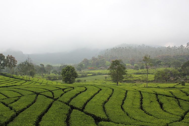 wisata Bandung, wisata bandung, tempat wisata di Bandung, Tempat Wisata Bandung, 10 Tempat Wisata Bandung dengan Nuansa Alam, Pas untuk Libur Panjang, 1. Orchid Forest Lembang, 2. Zona 235 Cikole, 3. Grafika Cikole, 4. Dago Dreampark, 5. Happy Farm Ciwidey, 6. Ranca Upas Ciwidey, 7. Perkebunan Teh Rancabali, 8. Ecopark Curug Tilu, 9. Kawah Putih Ciwidey, 10. Wayang Windu Panenjoan