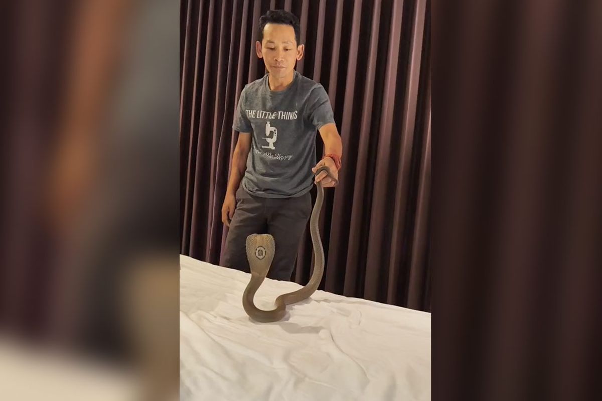 ular di kamar hotel, Tamu Hotel Syok, Kobra 1,5 Meter Melata di Leher Saat Menginap
